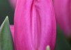 Tulipa Pink Flag ® (4)